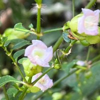 Strobilanthes glandulata Nilanthi et al.